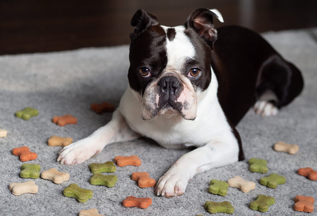 Boston Terrier Feeding Chart: The Bostie’s Diet Info