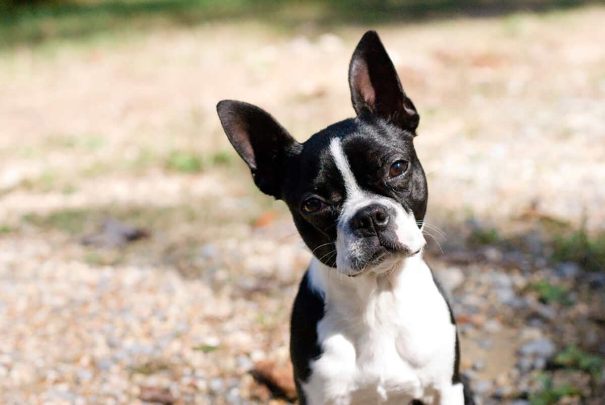 Boston Terrier Feeding Chart: The Bostie’s Diet Info