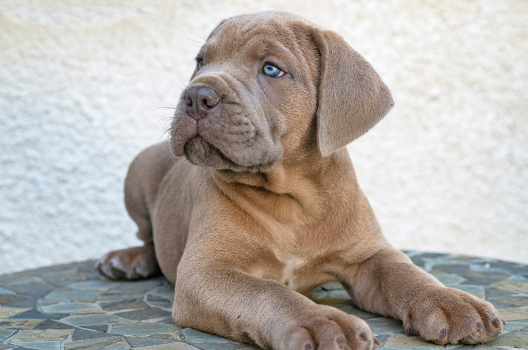 Cane Corso Eye Colors 101