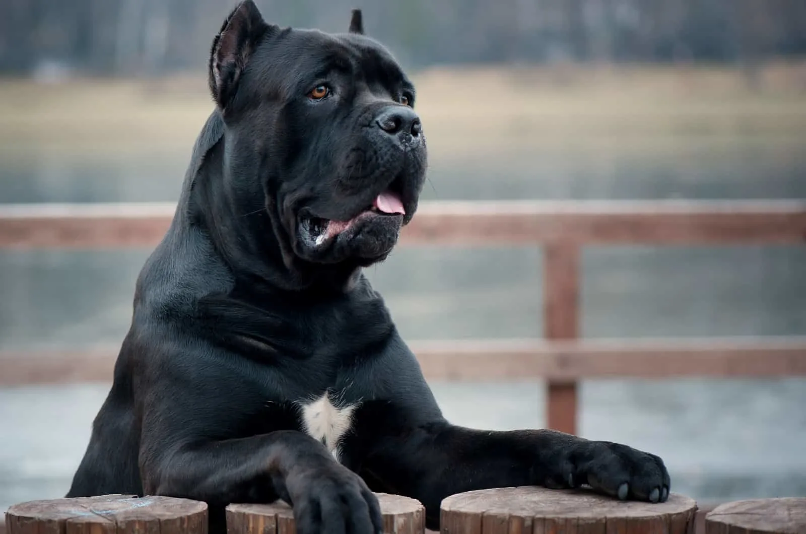 Cane Corso Eye Colors 101