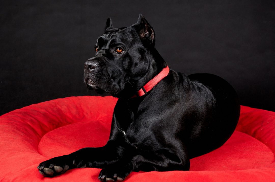 Cane Corso Eye Colors 101