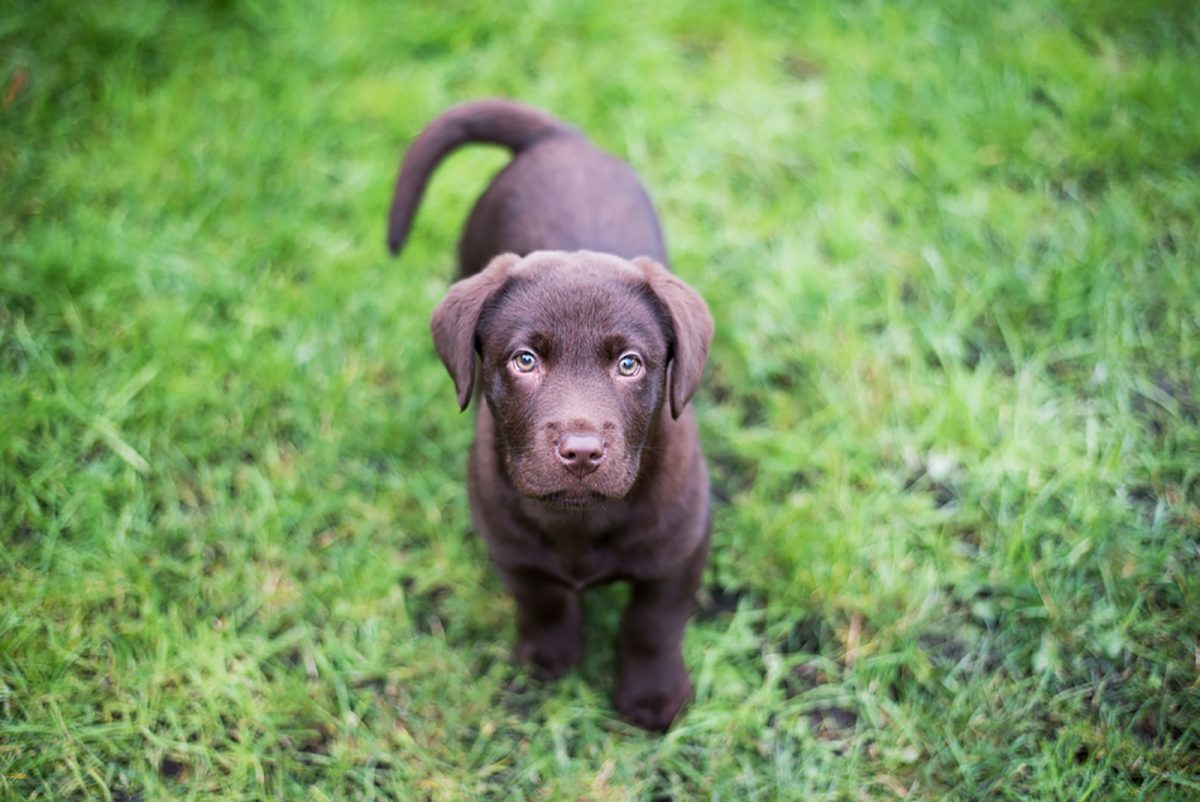 11 Amazing Chocolate Lab Breeders From All Over The USA