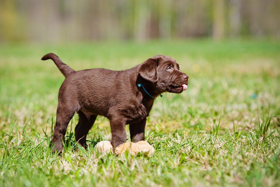 11 Amazing Chocolate Lab Breeders From All Over The USA