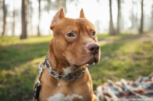 5 Excellent Red Nose Pitbull Breeders From The USA