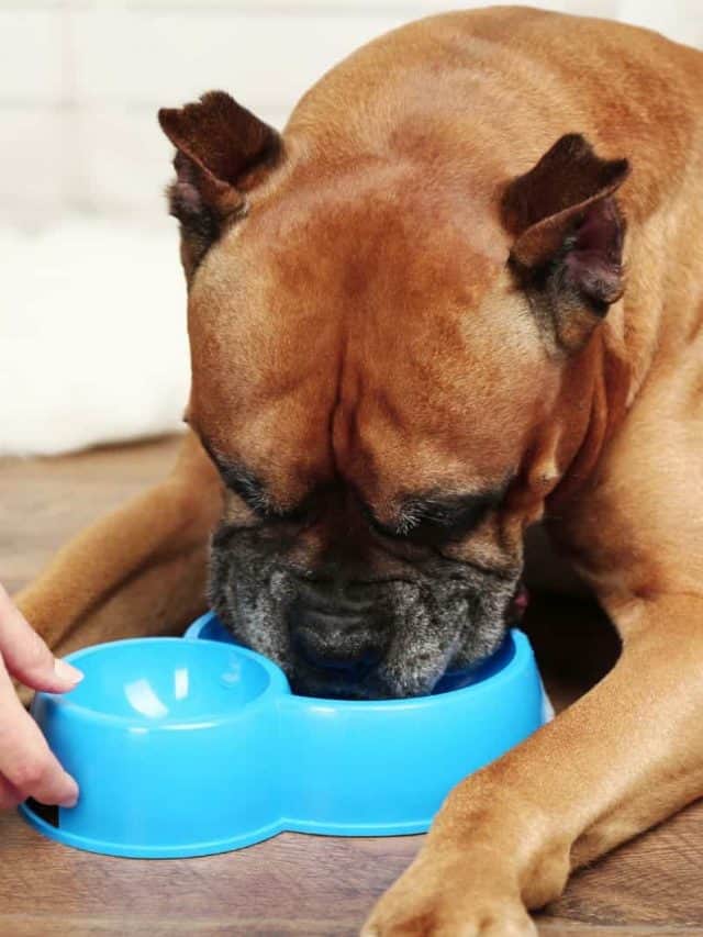 Boxer Feeding Chart 7 Things You Need To Know PupVine