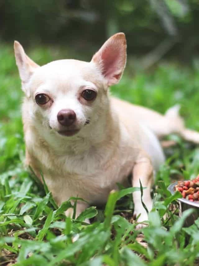 5 Ways To Create The Perfect Chihuahua Feeding Chart - PupVine