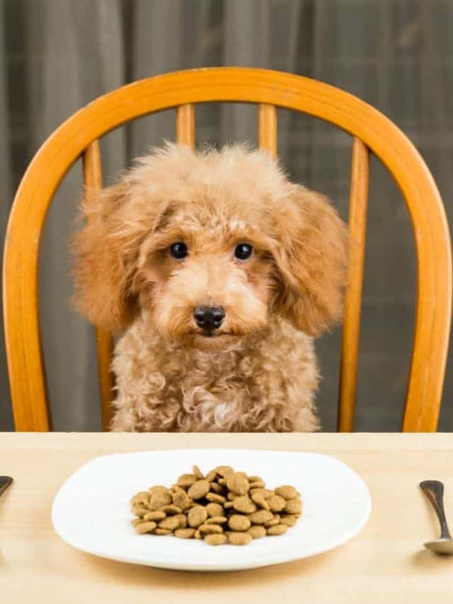 Poodle Feeding Chart 3 Do's And 2 Don'ts Of Feeding Your Poodle PupVine