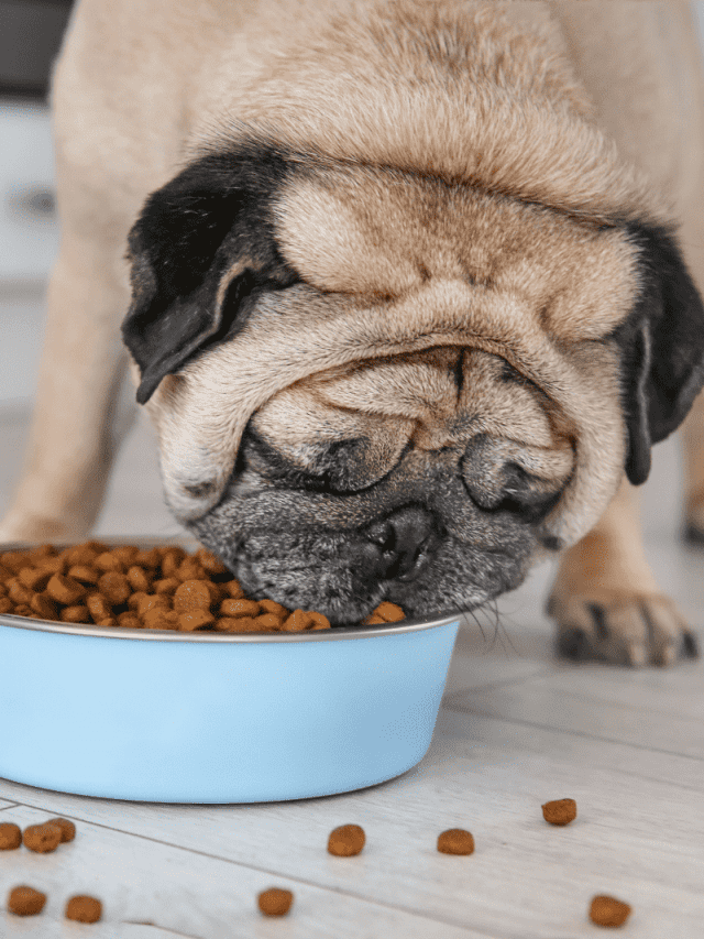 Pug Feeding Chart 5 Foods To Feed Your Pug Bug PupVine