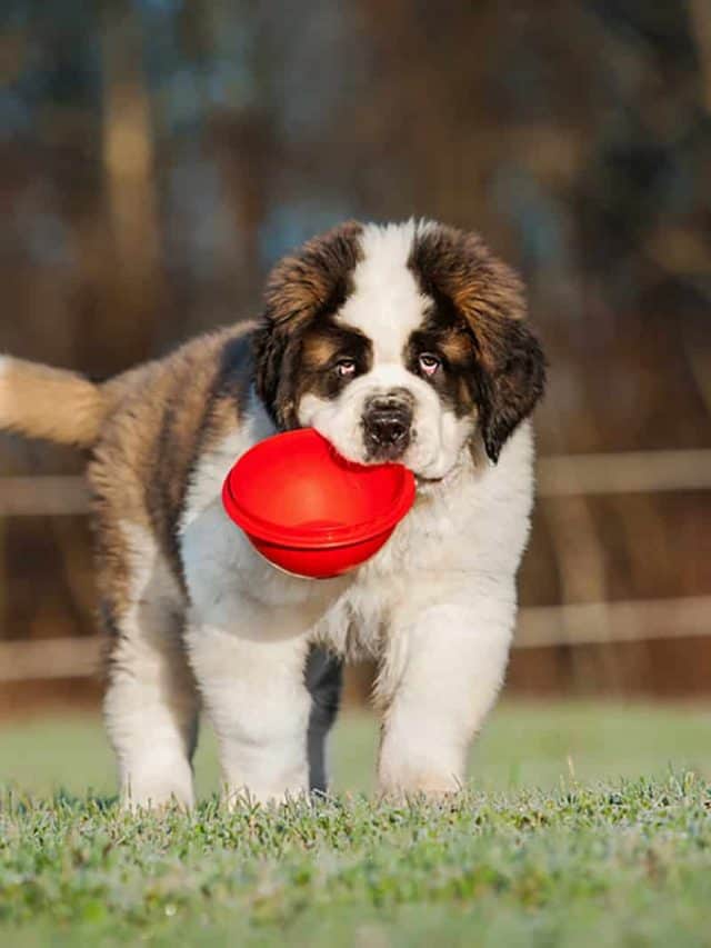 5 Tips For A Healthy Saint Bernard Feeding Chart PupVine