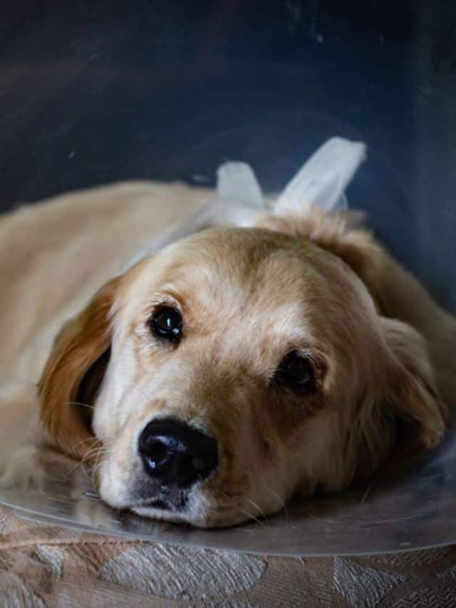 When To Spay Or Neuter A Golden Retriever 5 Golden Tips PupVine