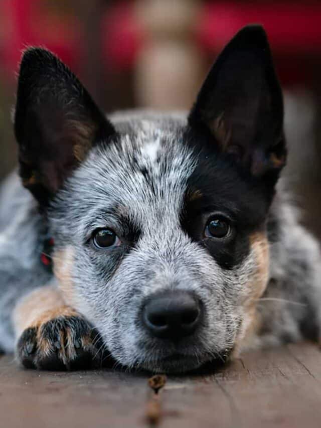 Blue Heeler Mixes: 11 Adorable Pups You Need To See - PupVine