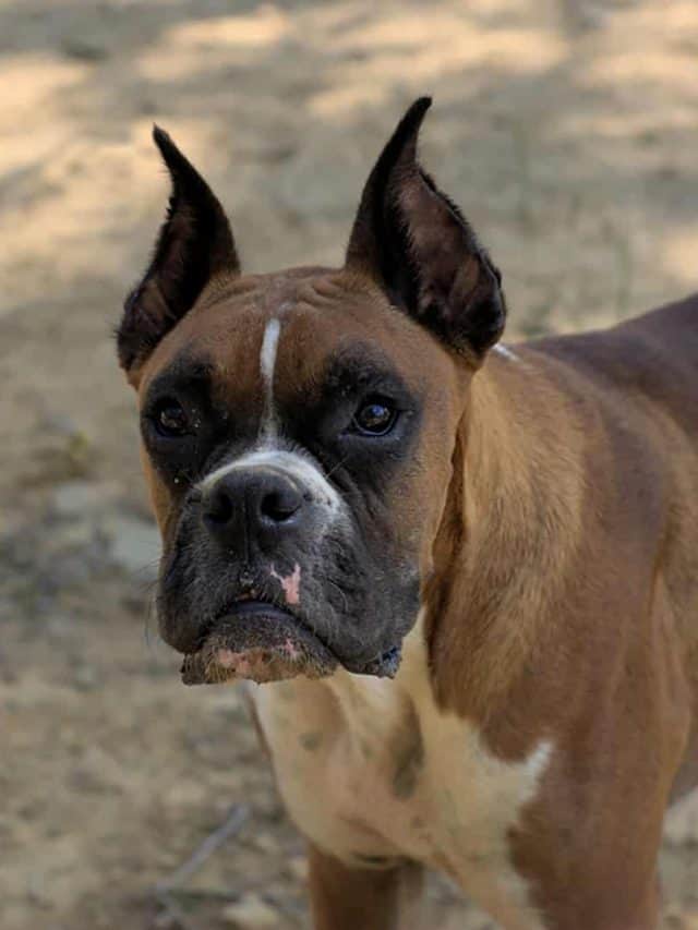 Boxer Ear Cropping: 2 Benefits And 3 Disandvantages - PupVine