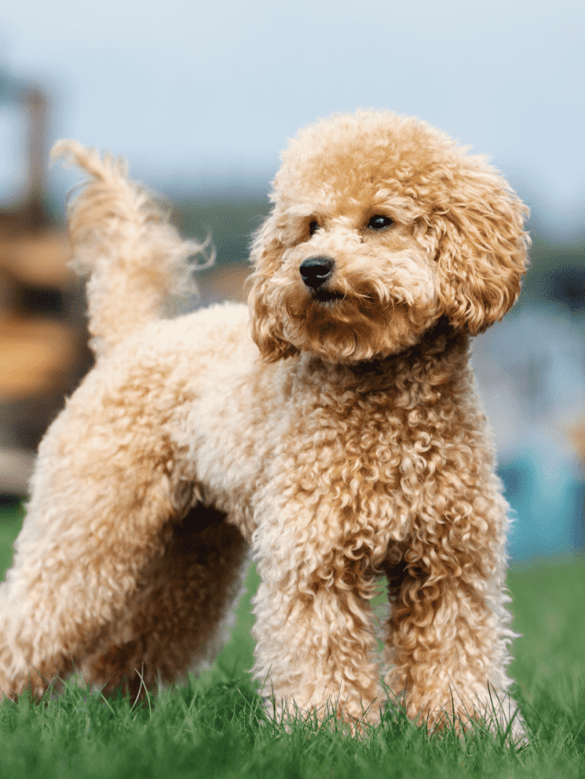 Poodle Tail Docking 2 Benefits And 3 Disandvantages PupVine   Cropped Brown Poodle On The Lawn Looking Around 