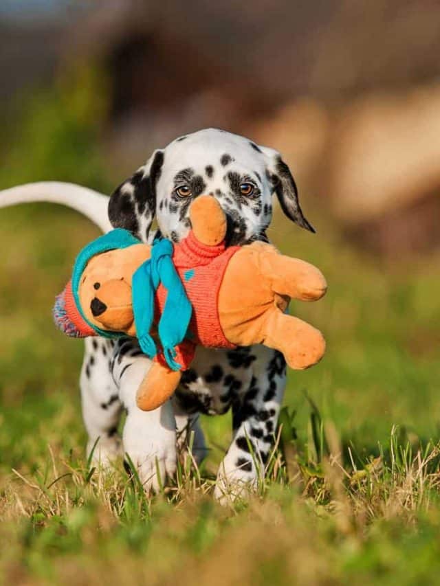 Why Does My Dog Cry When Carrying Toys? 11 Reasons and 2 Solutions