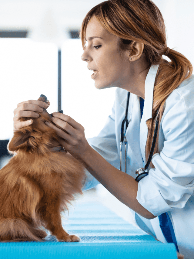 7-causes-of-crusty-scabs-around-dog-s-mouth-and-6-ways-of-treating-them