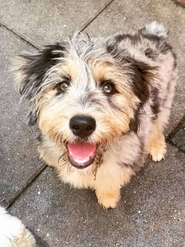 The Golden Aussiedoodle: 5 Facts You Wish You Knew Before - Pupvine