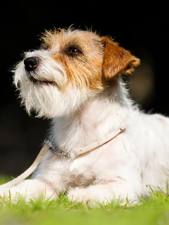 Long-Haired Jack Russell Terrier: 5 Interesting facts - PupVine