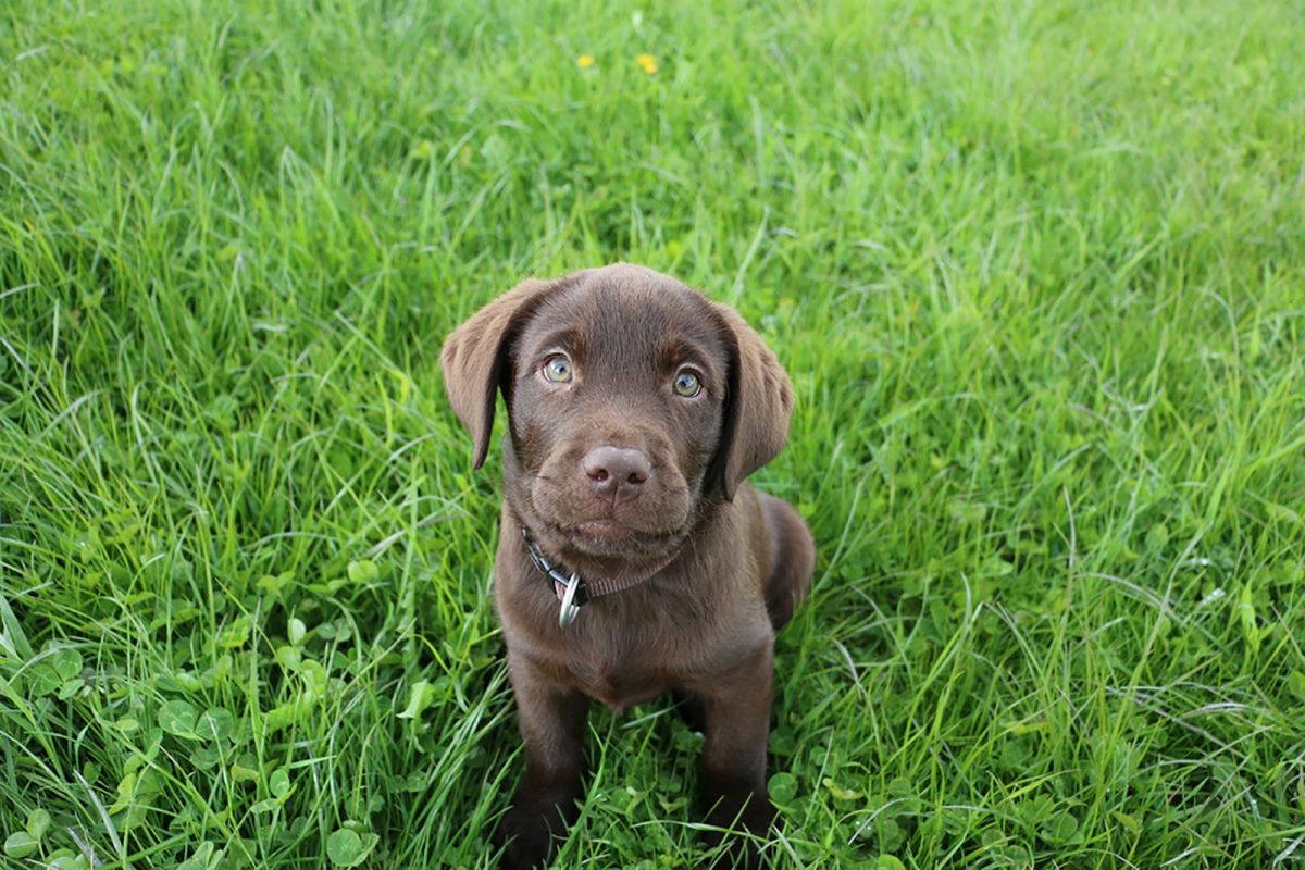 11 Amazing Chocolate Lab Breeders From All Over The USA