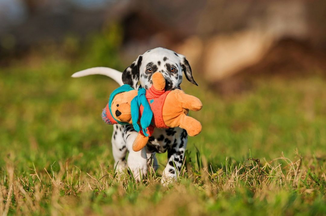 why-does-my-dog-cry-when-carrying-toys-12-possible-reasons