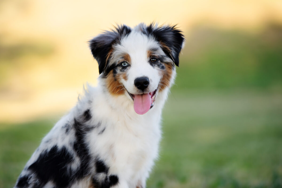 Mini Australian Shepherd Guide. Let’s Meet This Amazing Breed