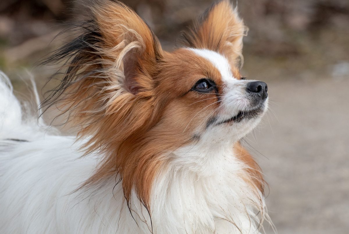 8 Best Papillon Breeders + Why To Get Them