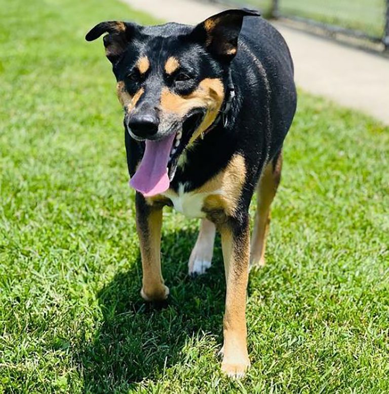 Doberman Husky Mix - Portrait of a Dobsky