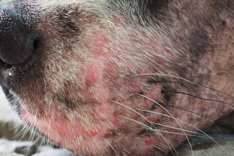 Occurrence Of Crusty Scabs Around Dog’s Mouth 9 Explanations