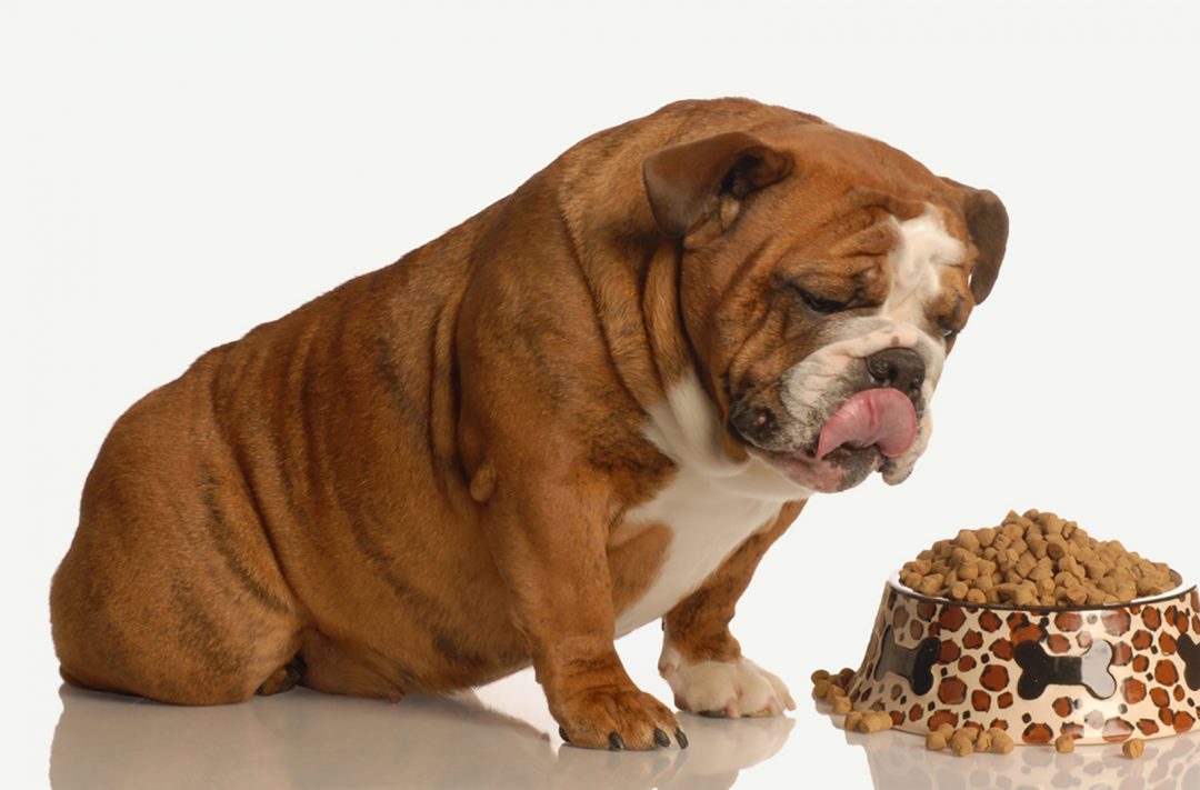 English Bulldog Feeding Chart: How Much Food Is Enough?