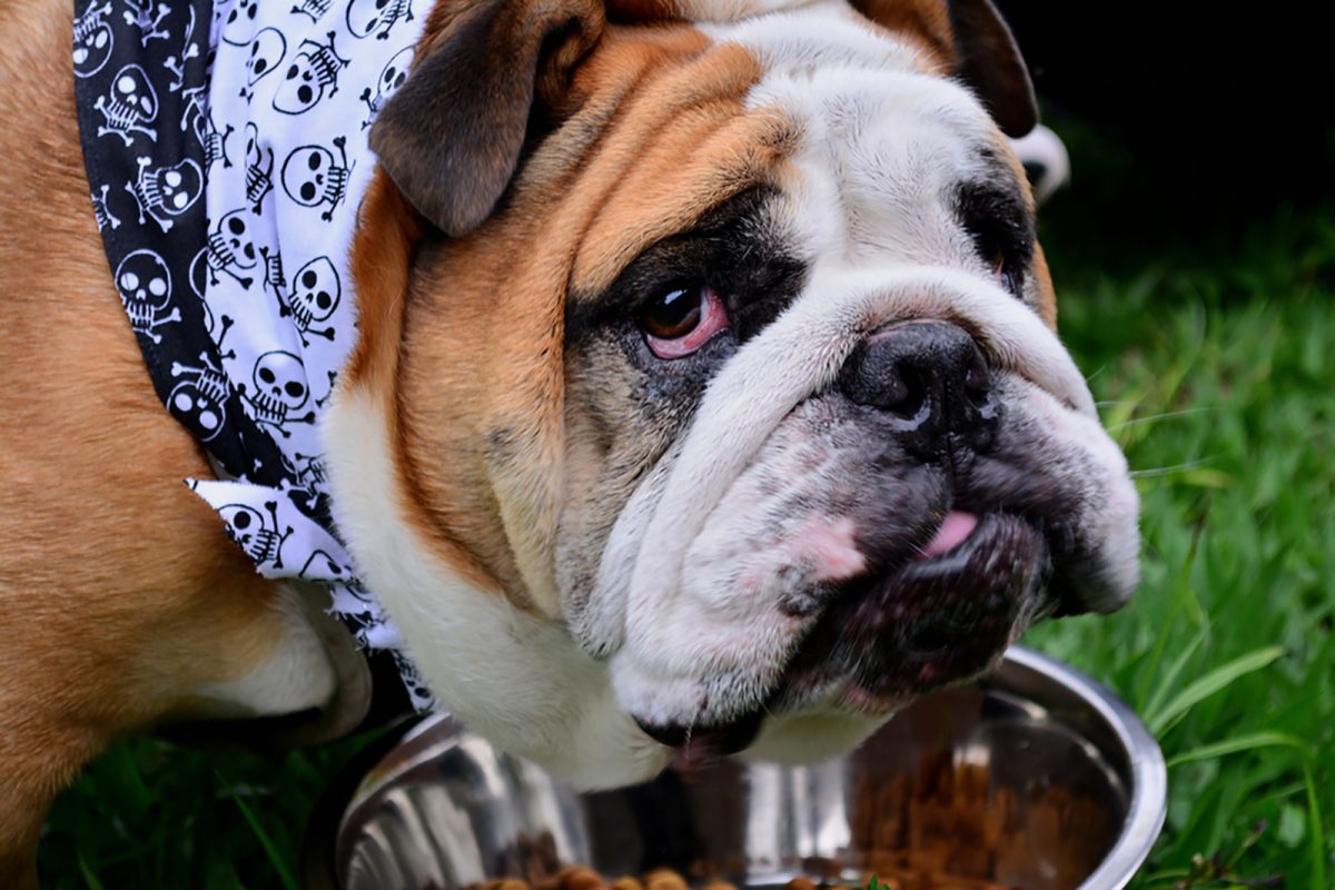 english-bulldog-feeding-chart-how-much-food-is-enough