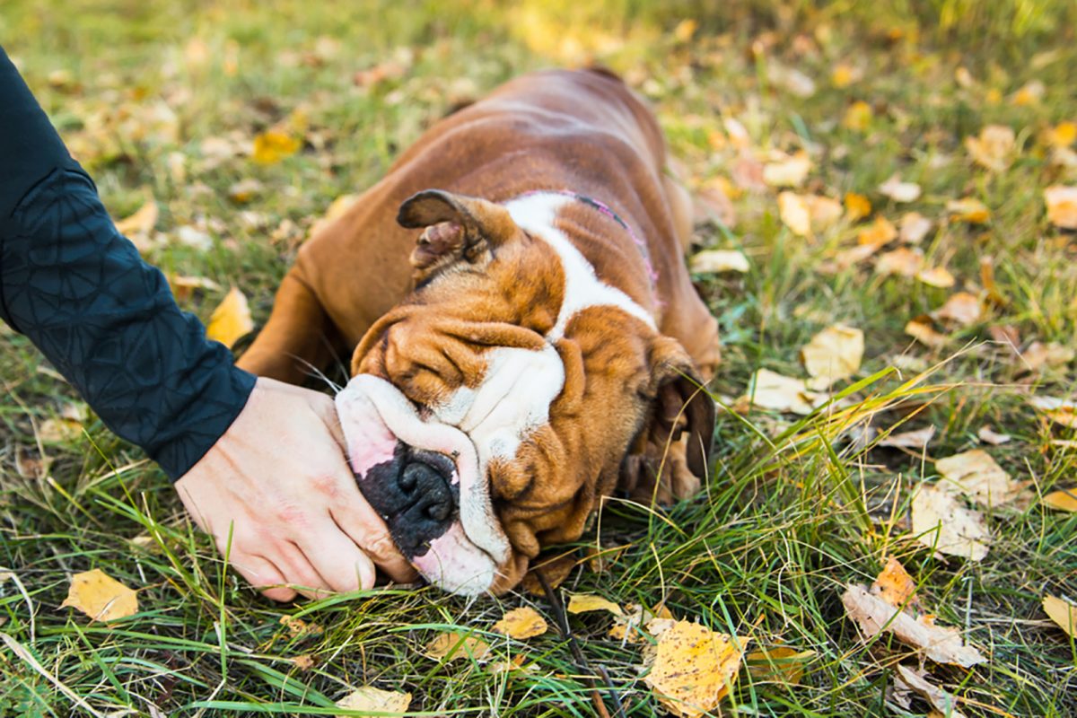 english-bulldog-feeding-chart-how-much-food-is-enough