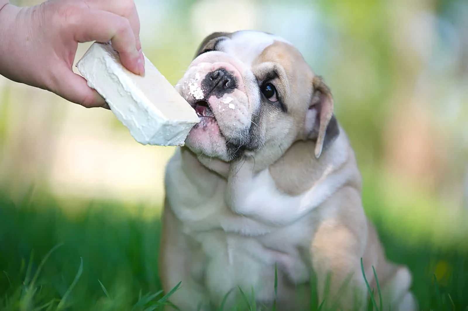 what can english bulldogs eat