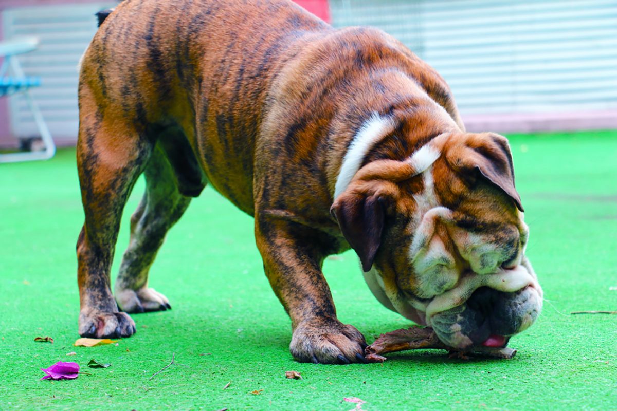 English Bulldog Food Chart