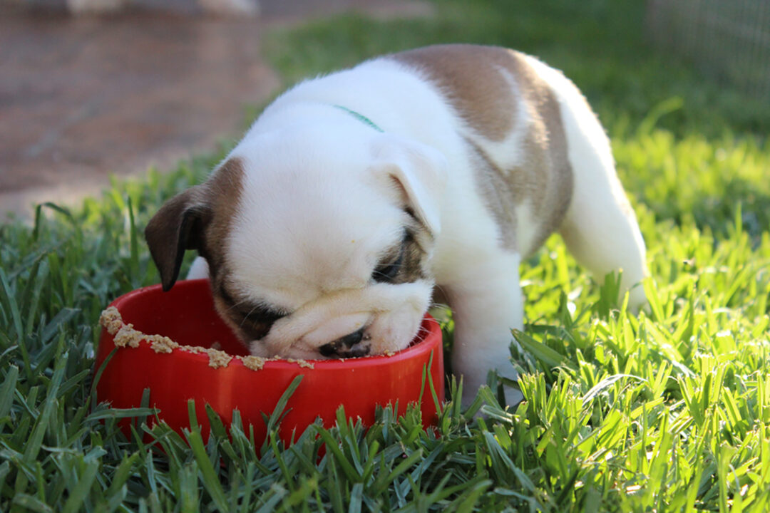 English Bulldog Feeding Chart How Much Food Is Enough?