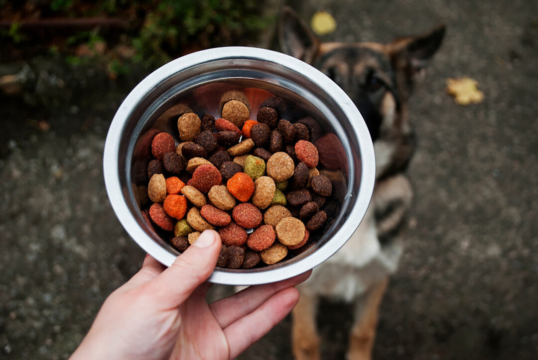 German Shepherd Feeding Chart How To Feed A Big Dog?