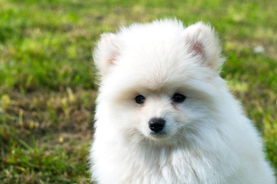 Pomsky Colors: 6 Shades Of Fluff