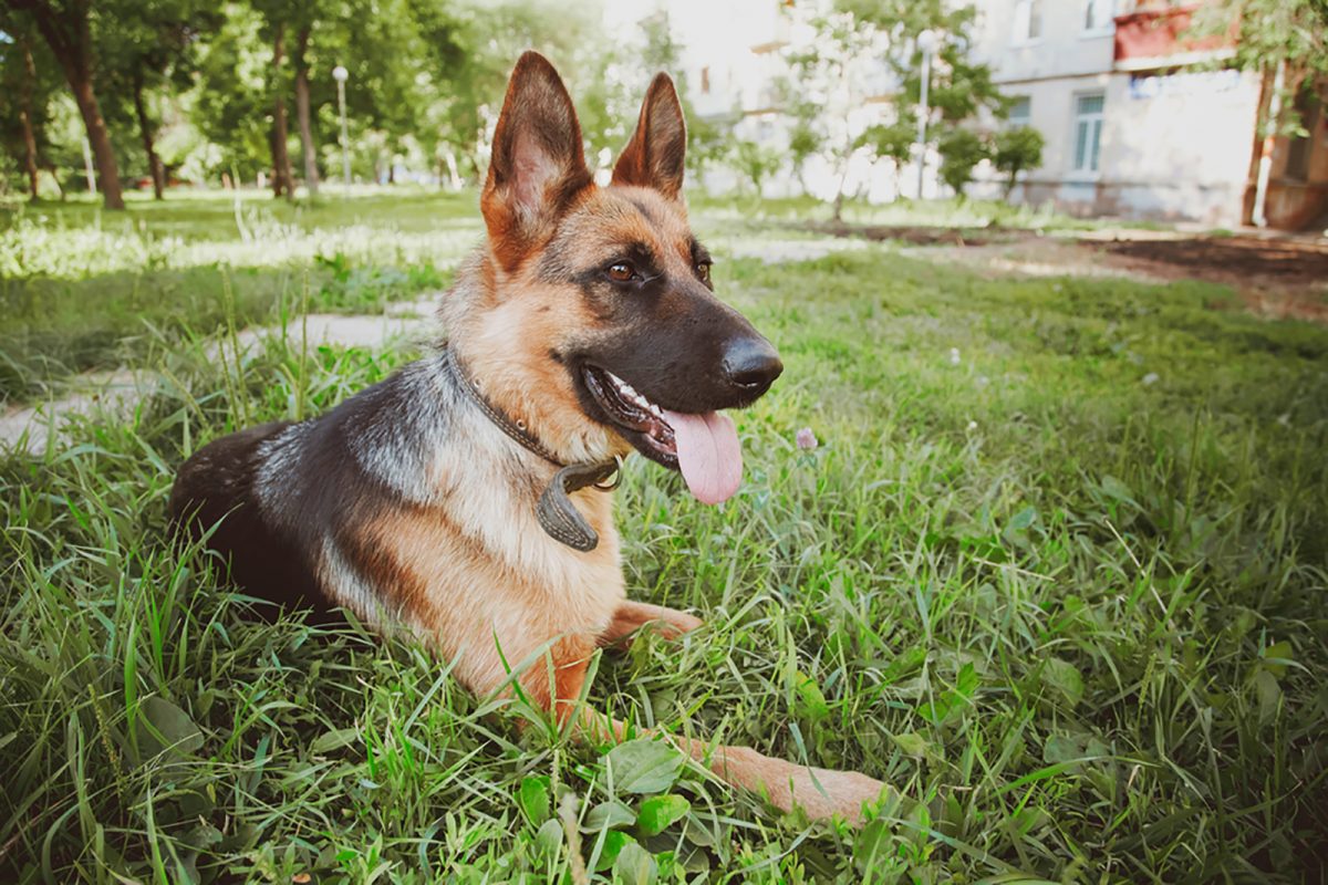 german-shepherd-eye-colors-what-are-the-variations