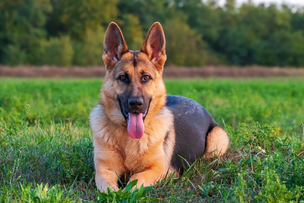 German Shepherd Eye Colors: What Are The Variations?