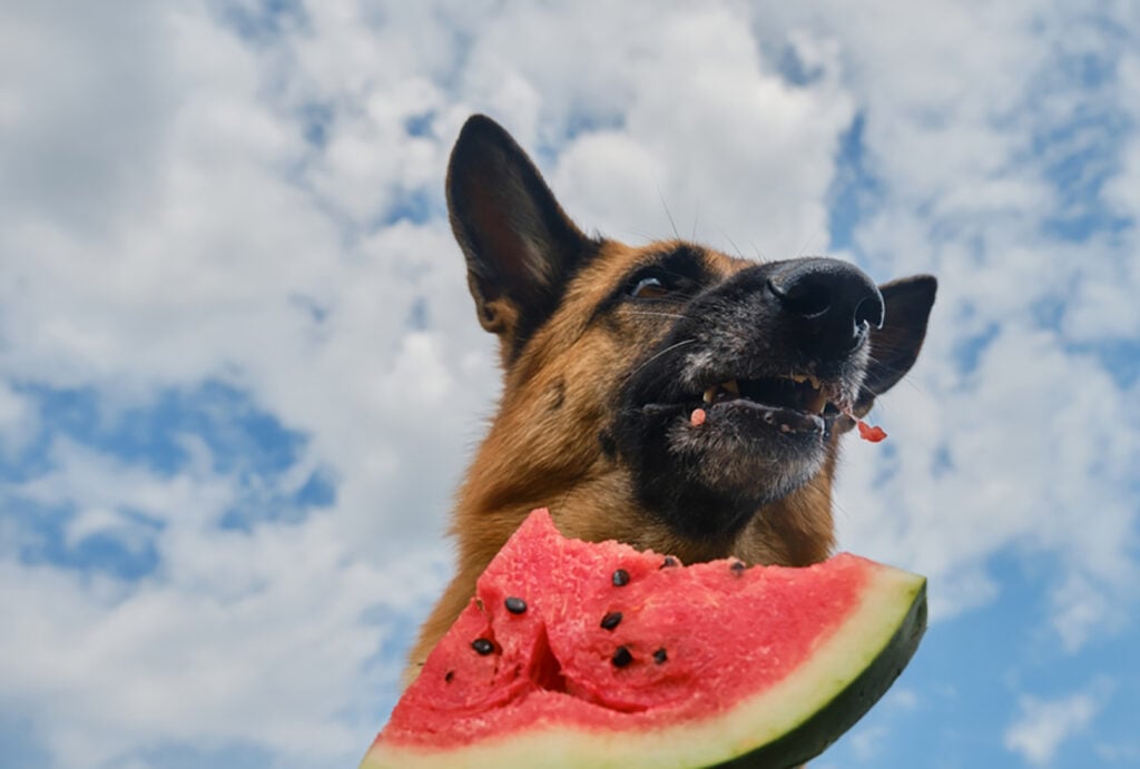 German Shepherd Feeding Chart: How To Feed A Big Dog?