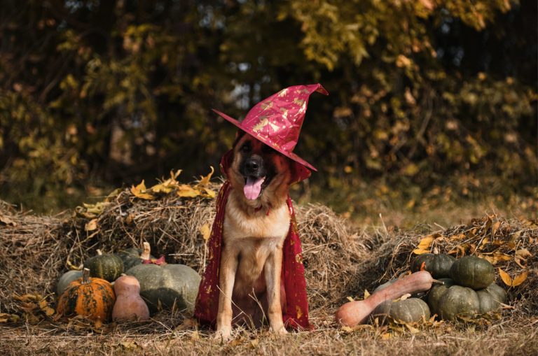 18 Best German Shepherd Halloween Costumes + DIY Ideas