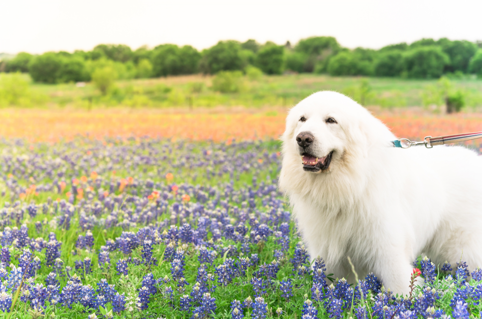 great-pyrenees-feeding-chart-a-guide-toward-a-healthy-diet