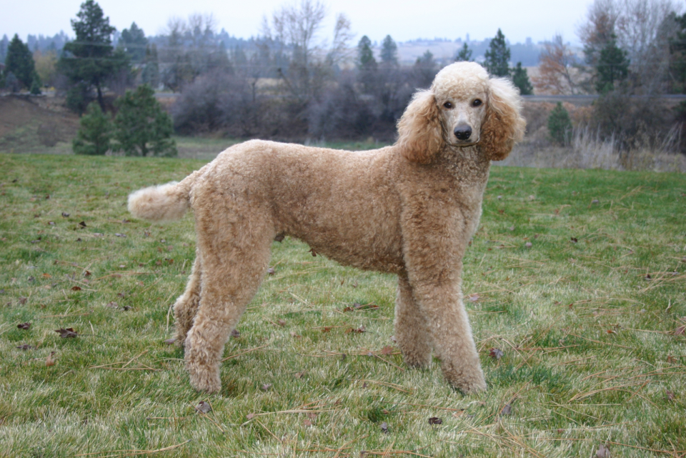 Poodle Tail Docking Depends On The Style You’re Rocking