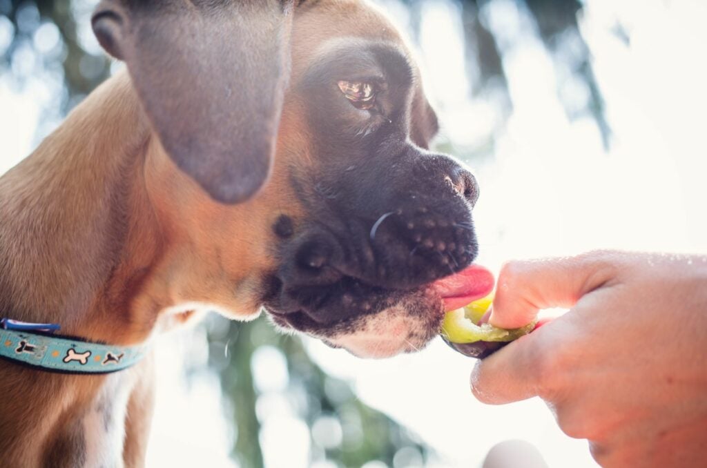 boxer-feeding-chart-all-there-is-to-know