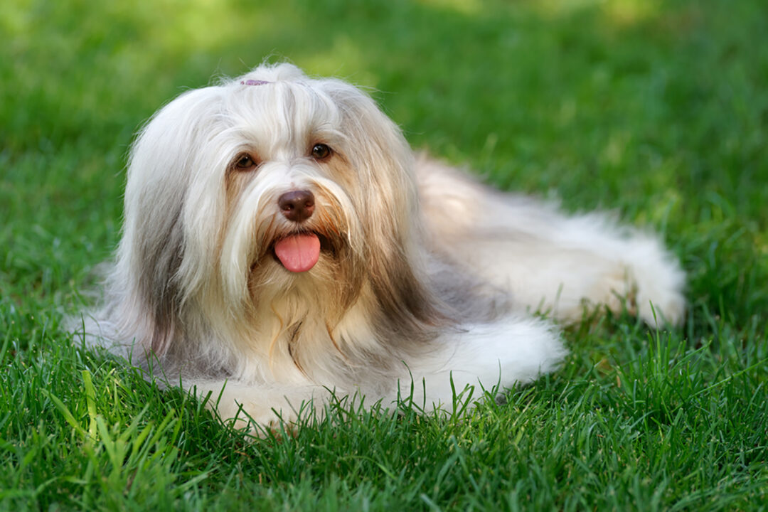 Here Are 11 Charming Dogs That Look Like A Mop