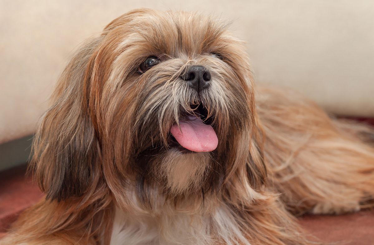 14 Dog Breeds That Look Like Ewoks, For Star Wars Fans