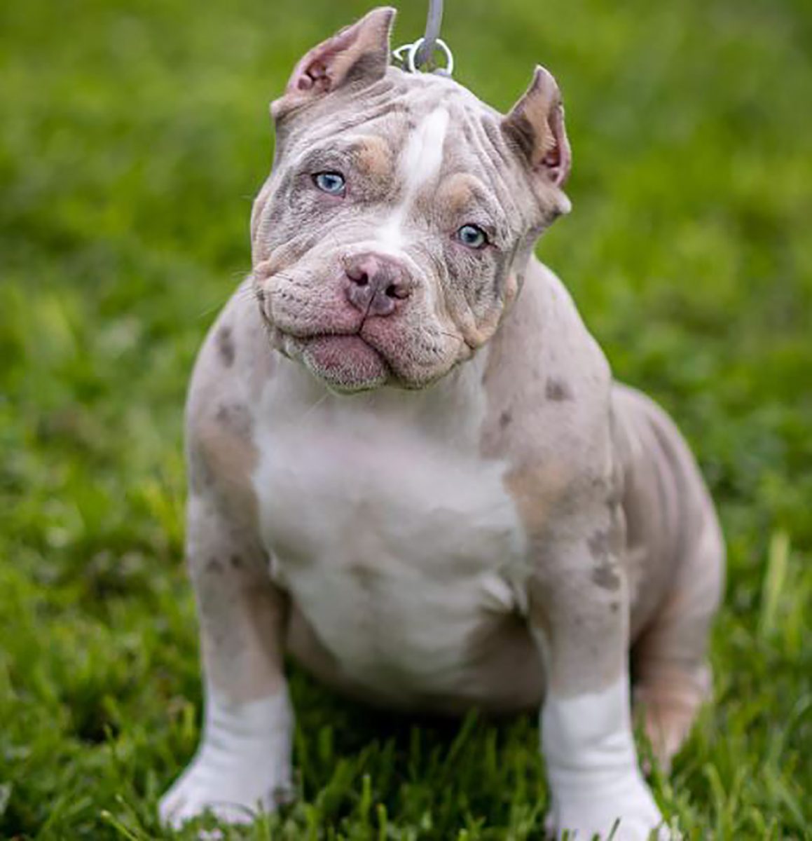 Merle American Bully What Are They & Why Are They Special?