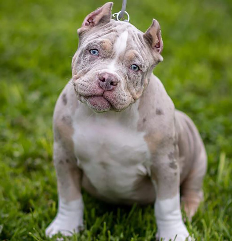 Merle American Bully What Are They Why Are They Special