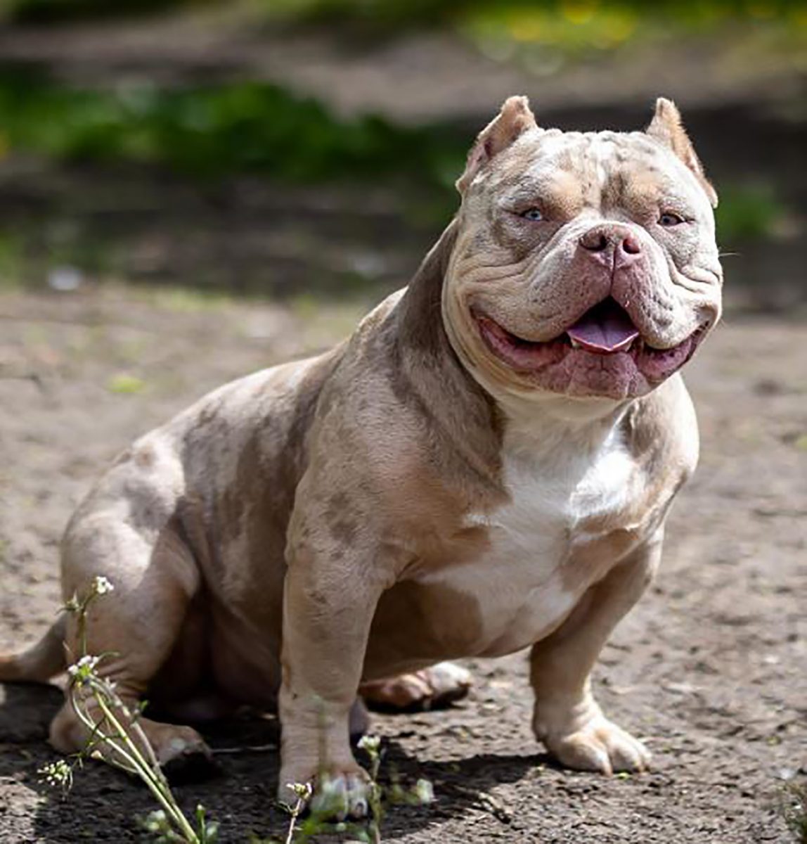 Merle American Bully What Are They Why Are They Special