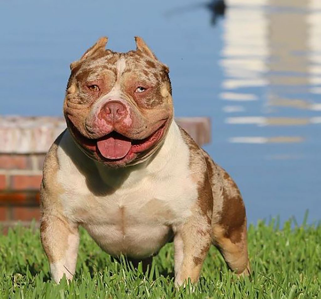 Merle American Bully: What Are They & Why Are They Special?