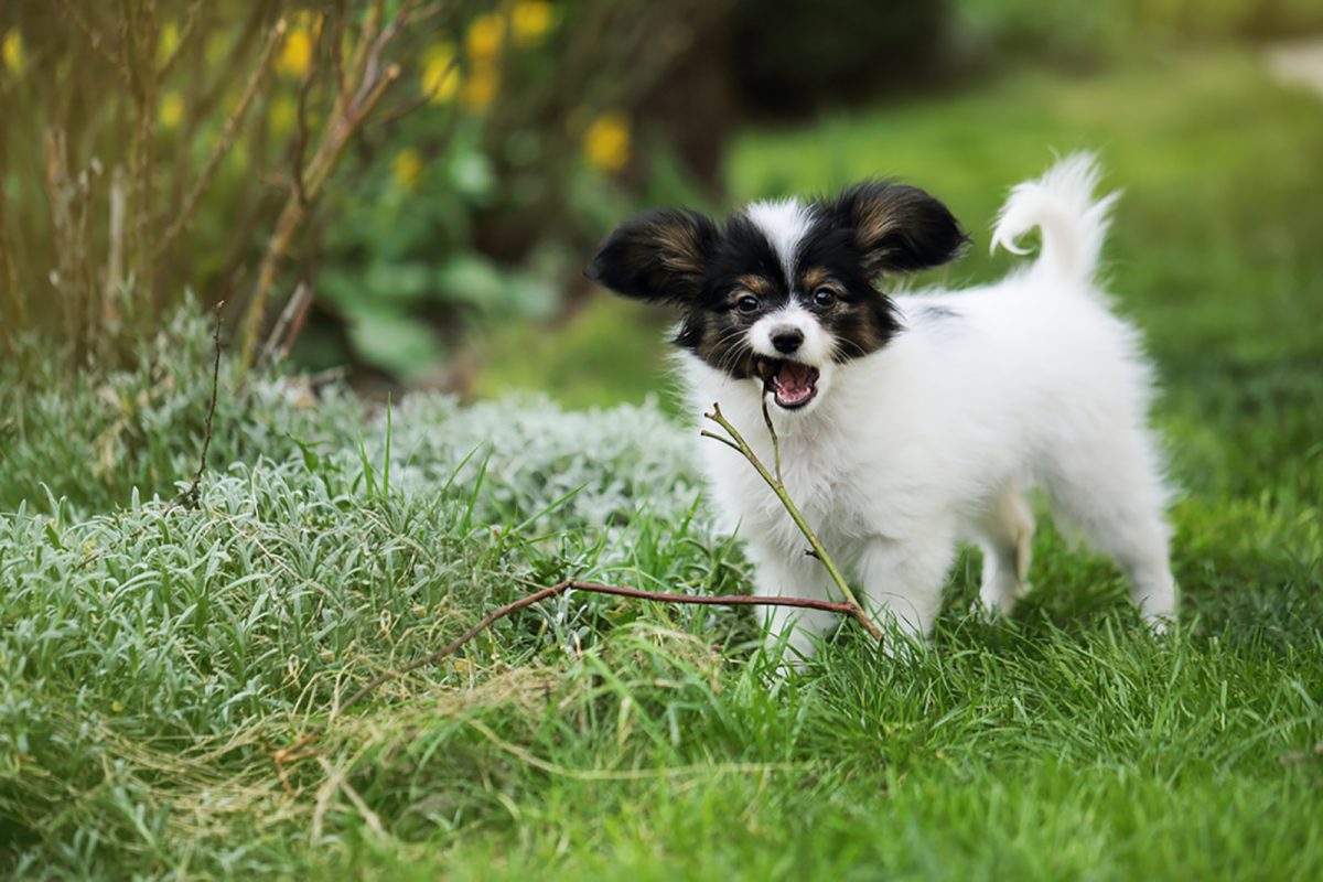 8 Best Papillon Breeders + Why To Get Them