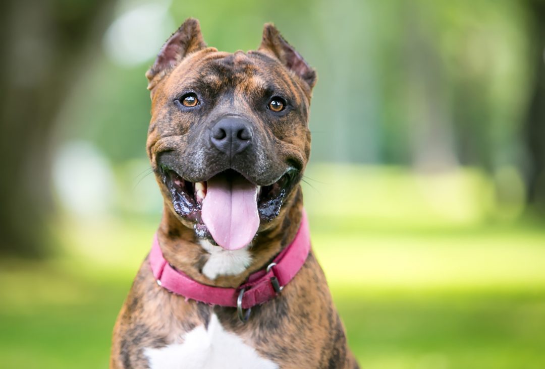 Bully Ear Cropping: A Barbaric Method Or A Bare Necessity?